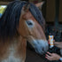 Honey Golden Guard <br>Maulpflege mit Honig